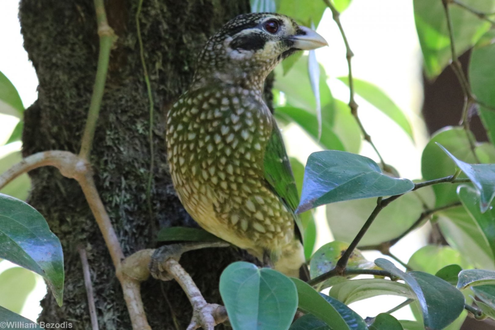Spotted Catbird - Chambers Wildlife Lodge
