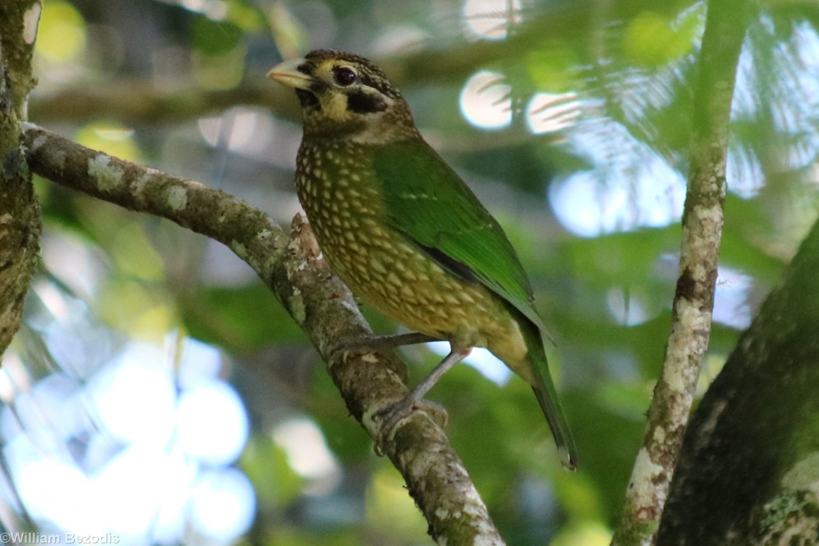 Spotted Catbird - Chambers Wildlife Lodge