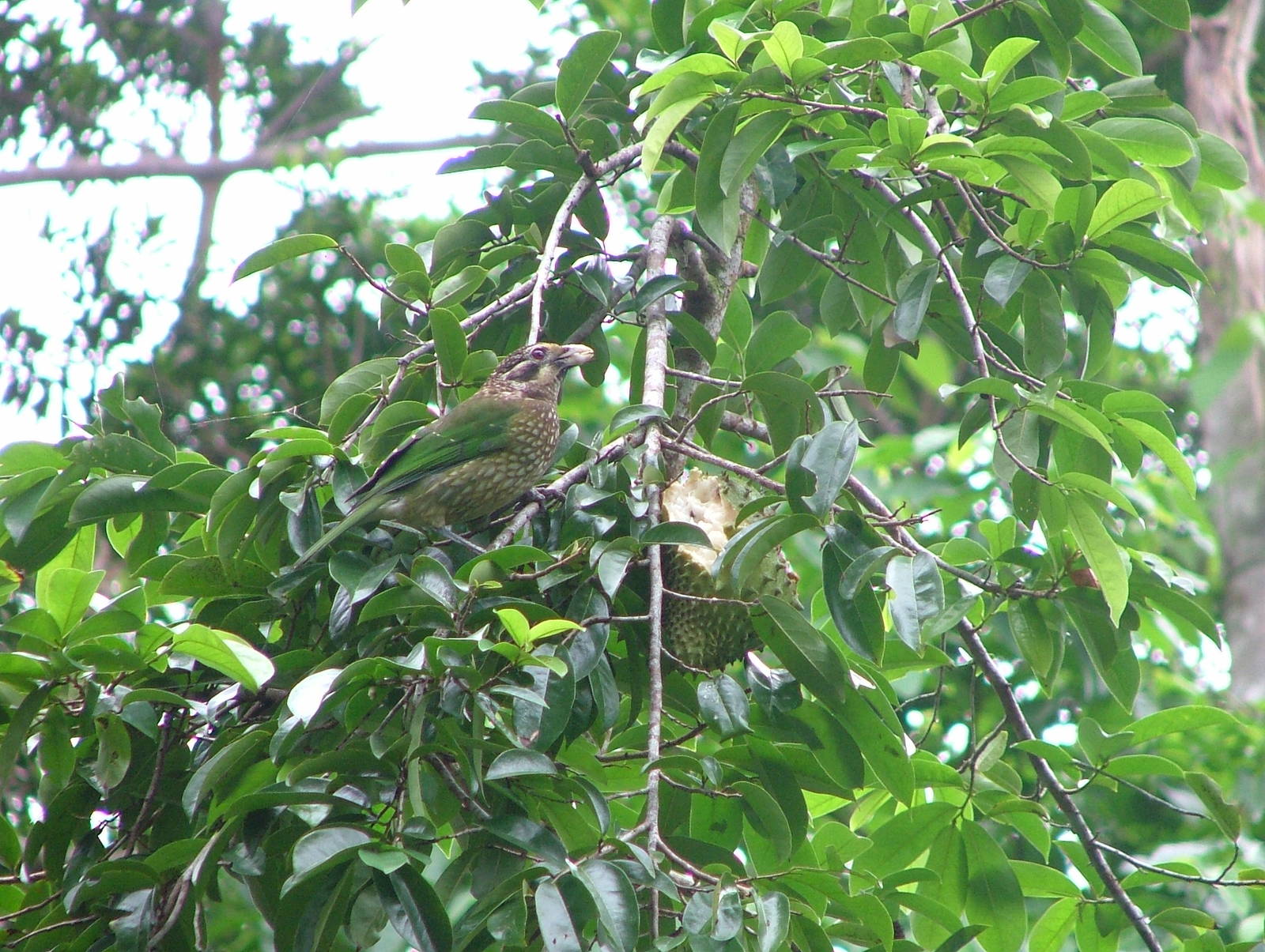 Spotted catbird