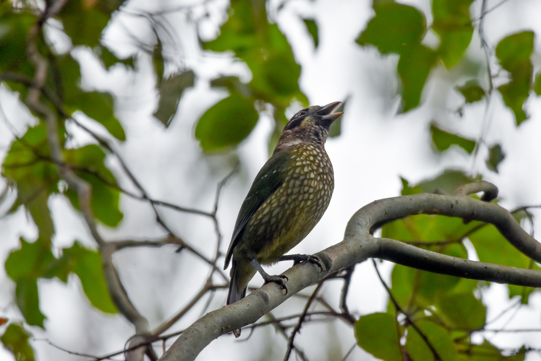 Spotted Catbird