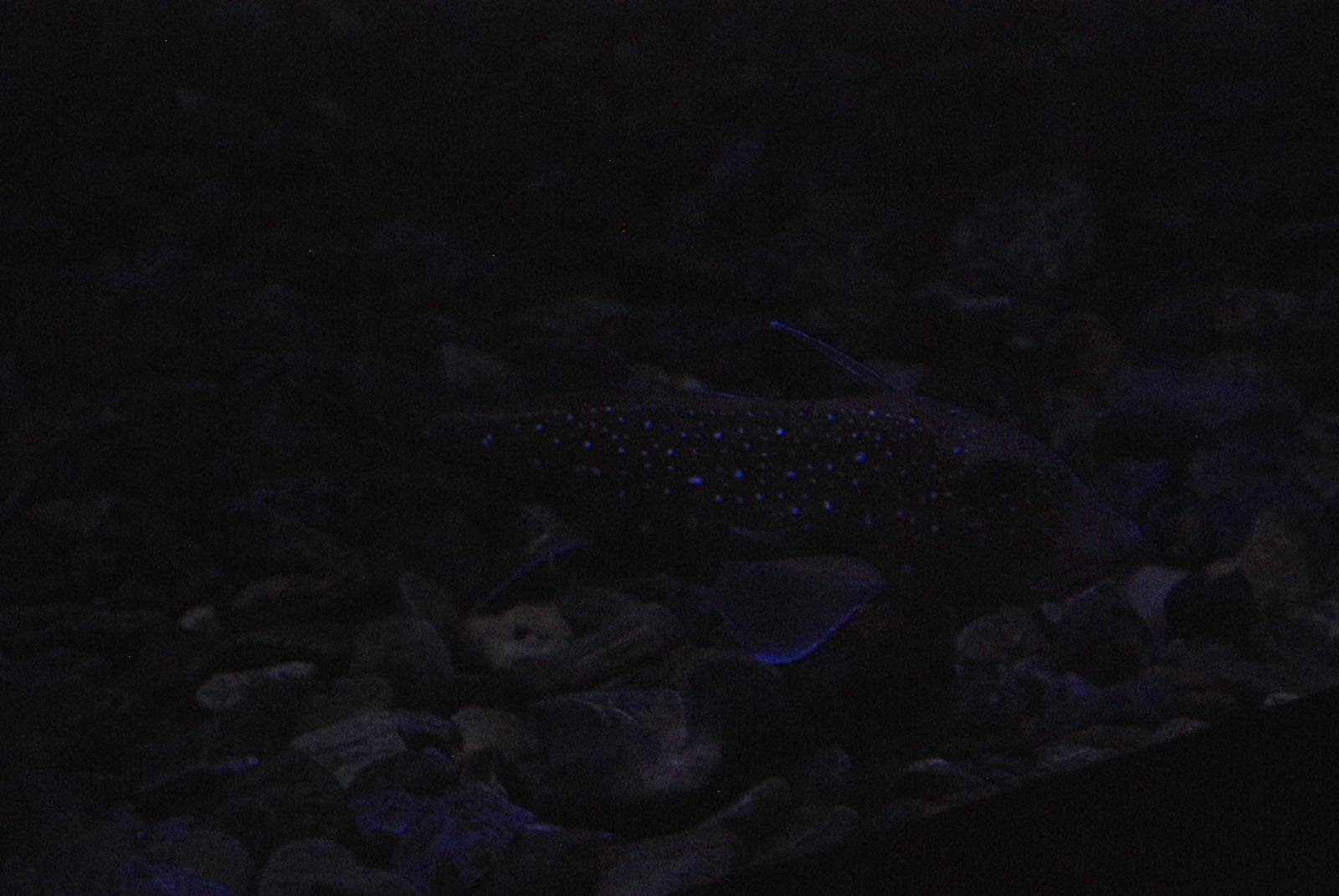 Spotted Chimaera (aka Ratfish/Rabbitfish) at Lisbon Oceanarium, 25/05/11