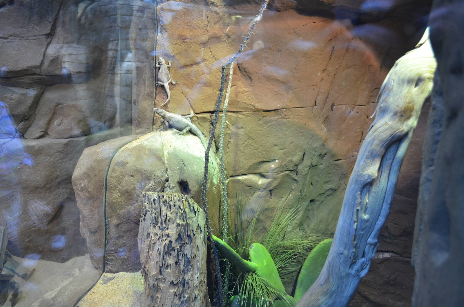 SPOTTED CHUCKWALLA EXHIBIT