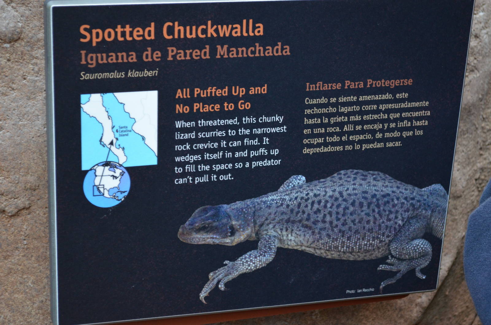 SPOTTED CHUCKWALLA SIGNAGE