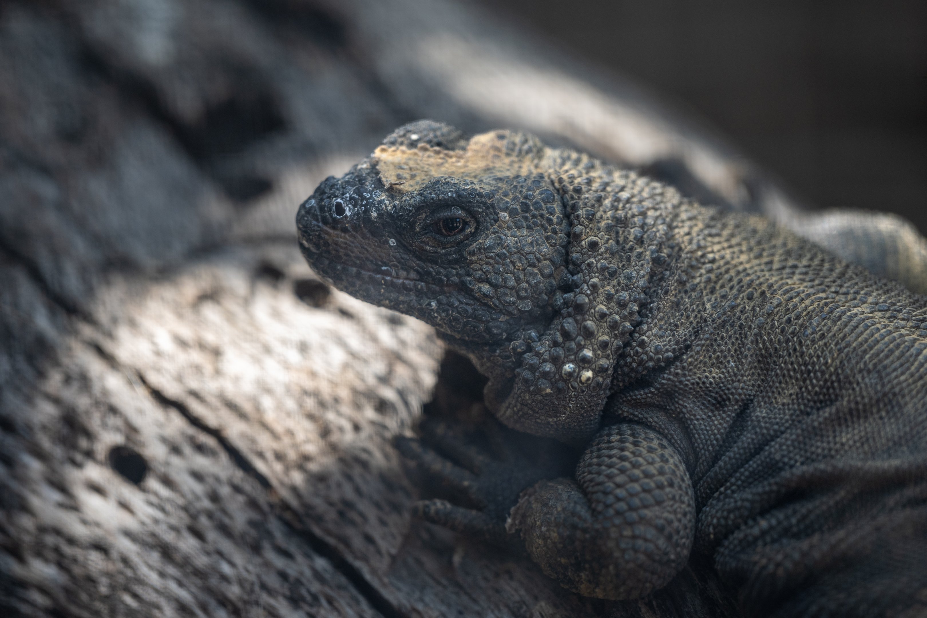 Spotted Chuckwalla