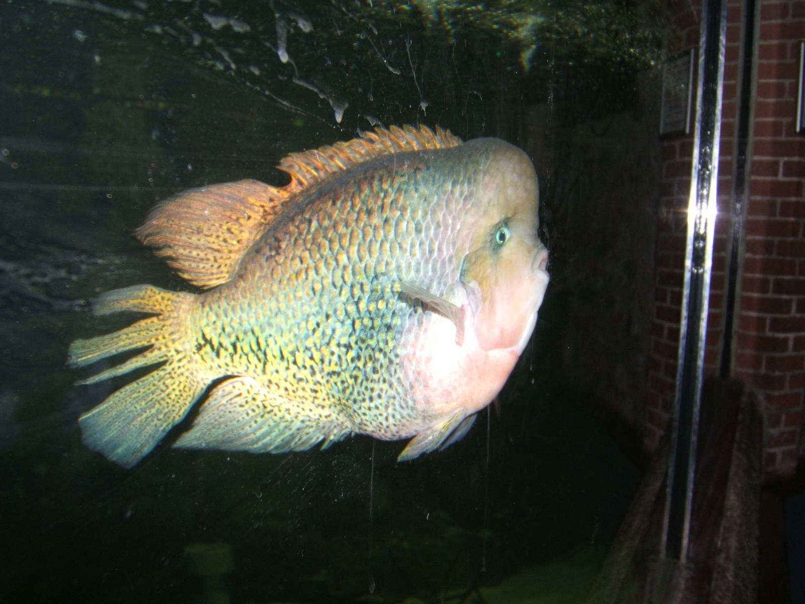 Spotted Cichlid (Cichlasoma synspilum)