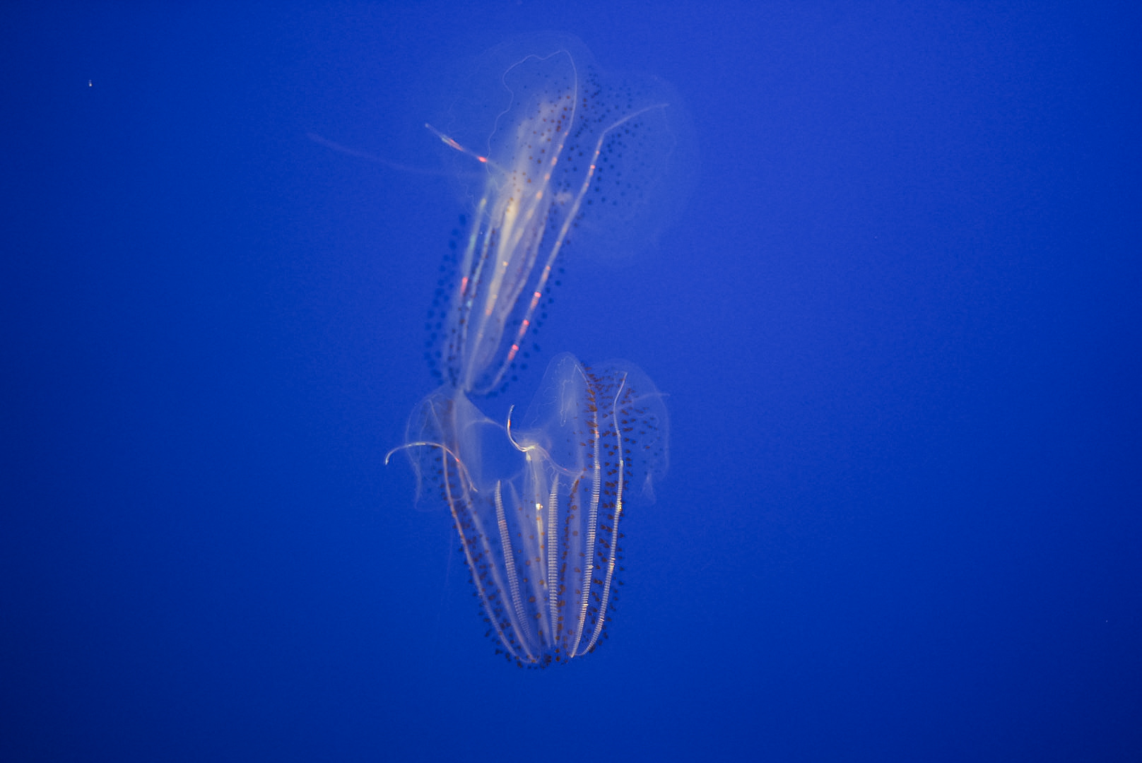 Spotted Comb Jellies