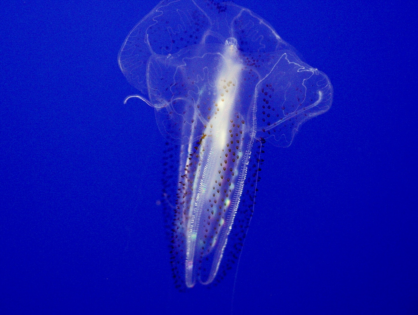 Spotted Comb Jelly // Drifters Gallery