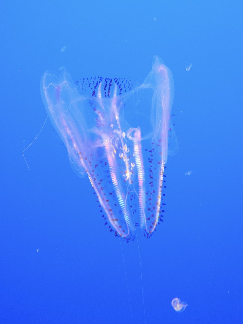 Spotted Comb Jelly