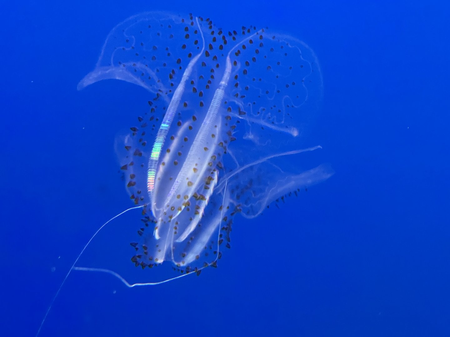 Spotted comb jelly