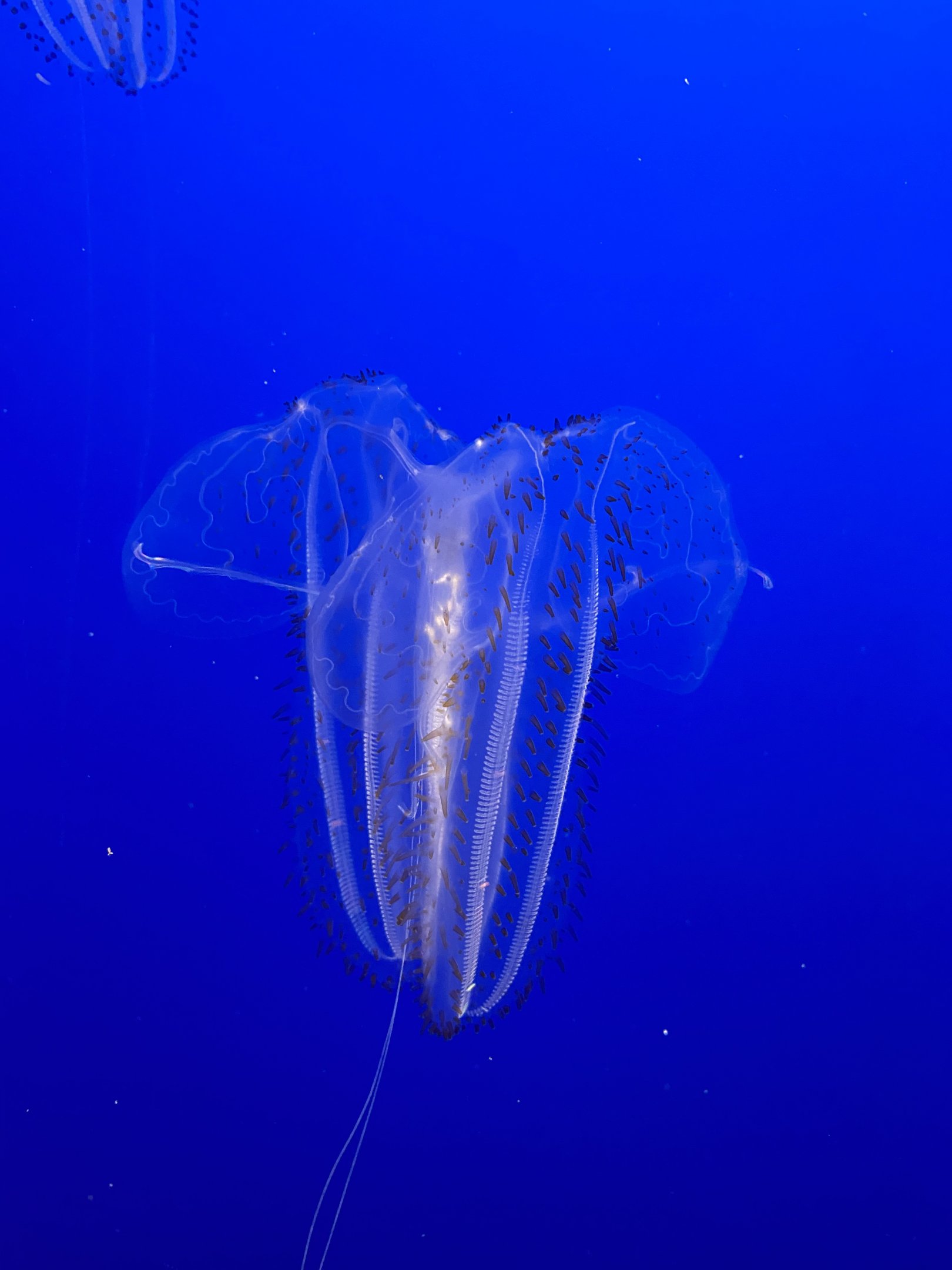 Spotted Comb Jelly