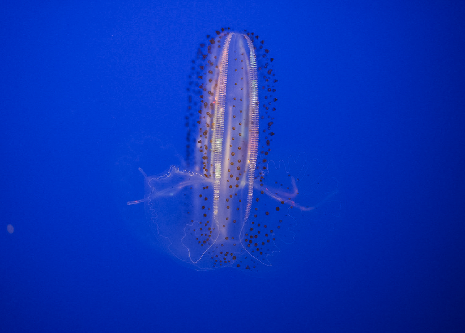 Spotted Comb Jelly
