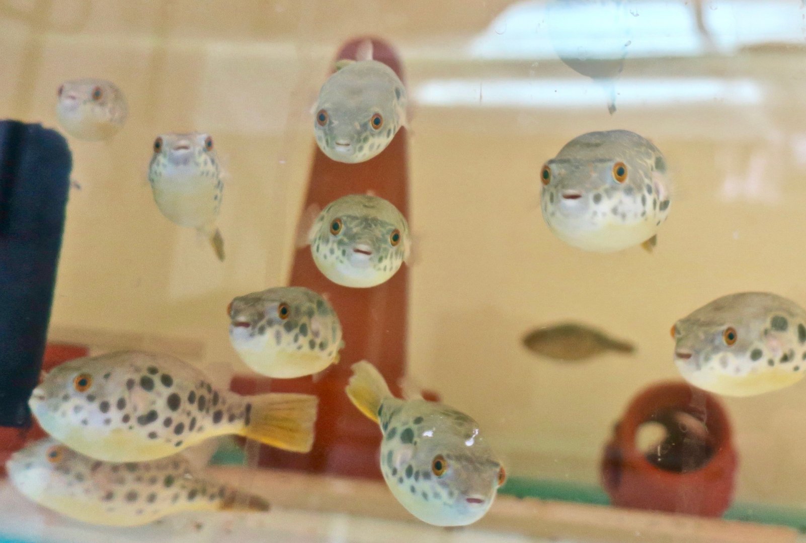 Spotted Congo Puffer (Tetraodon schoutedeni)