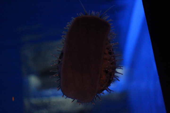 Spotted cowrie (Cypraea tigris 'pardalis')