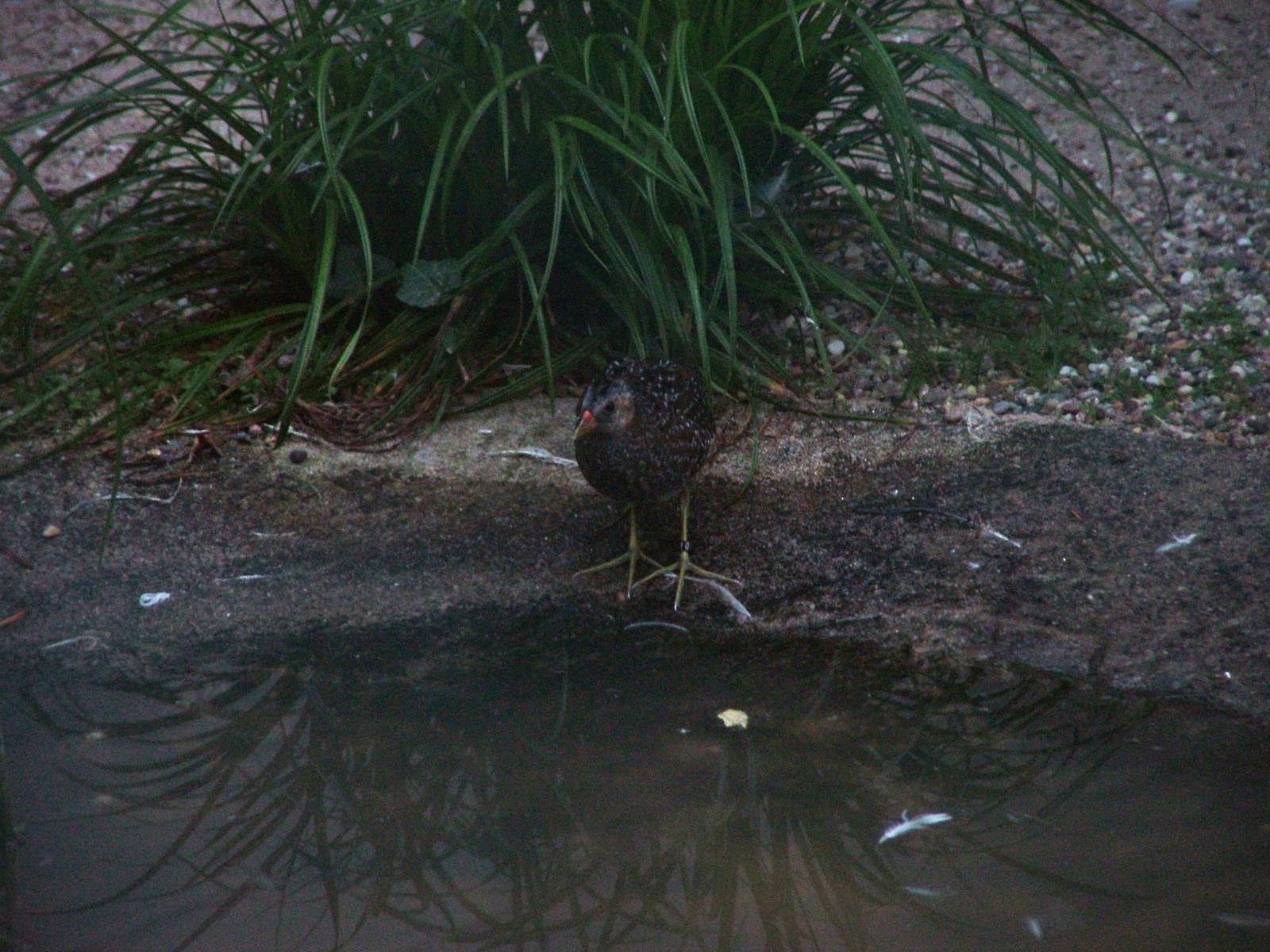 Spotted Crake at Viernheim Bird Park, 06/09/10