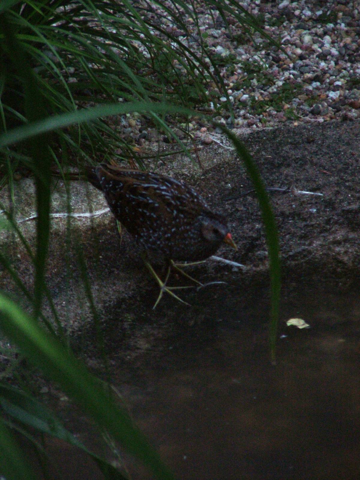 Spotted Crake at Viernheim Bird Park, 06/09/10