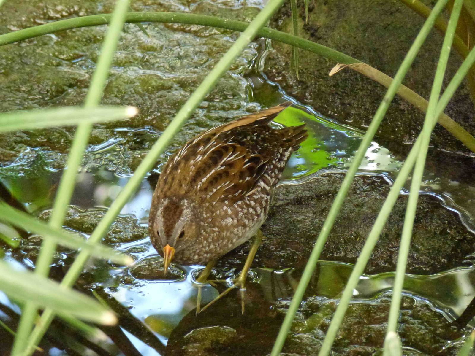 Spotted crake, July 2013.