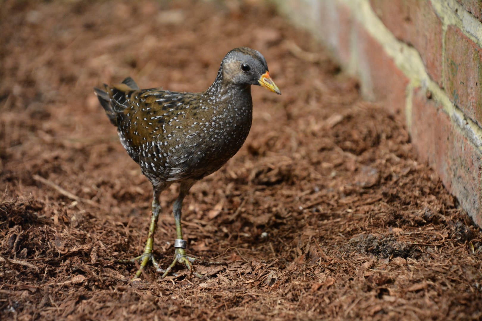 Spotted crake (Porzana porzana)