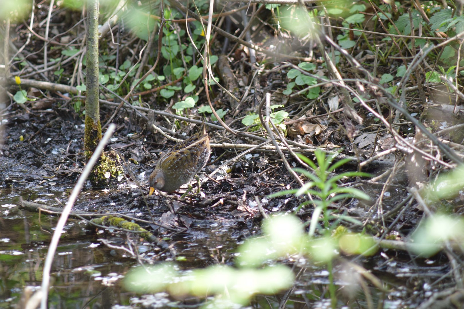 Spotted crake