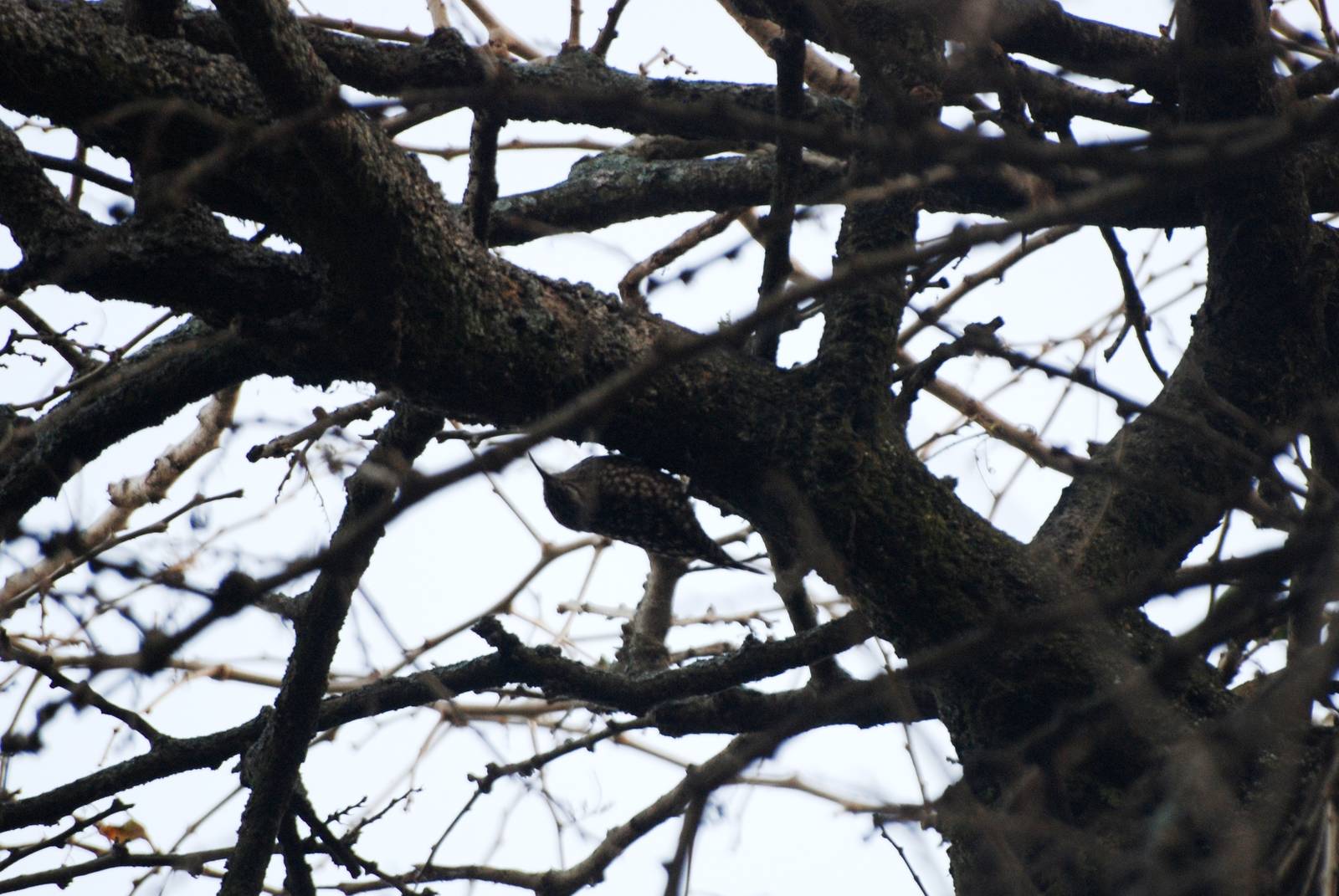 Spotted Creeper at Hawassa, 17/10/14
