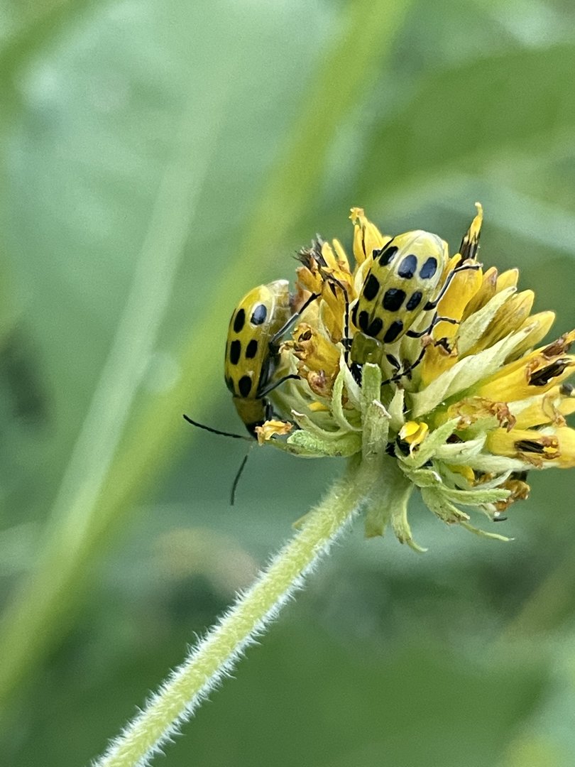 Spotted Cucumber Beetle