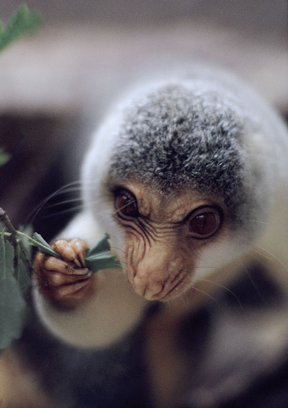 Spotted cuscus feeding 1973