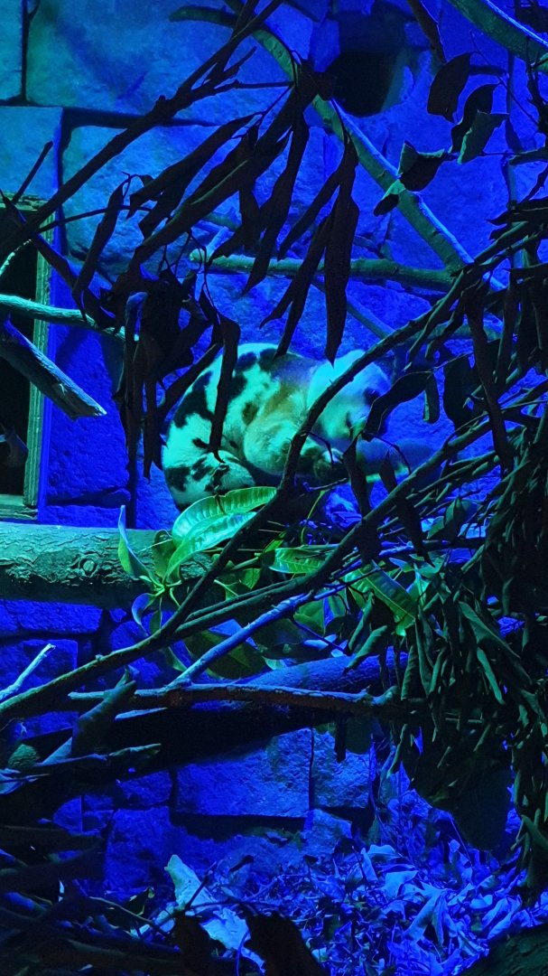 Spotted Cuscus (Spilocuscus maculatus)