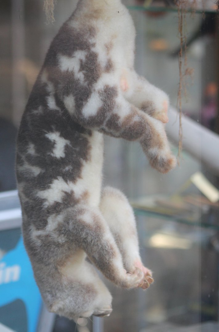 Spotted cuscus -stuffed specimen