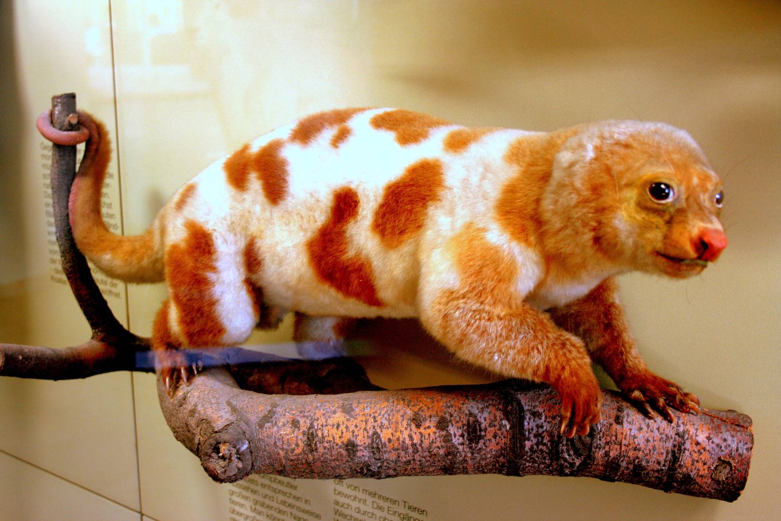 Spotted cuscus. Stuttgart Zoology Museum; 9th September 2015