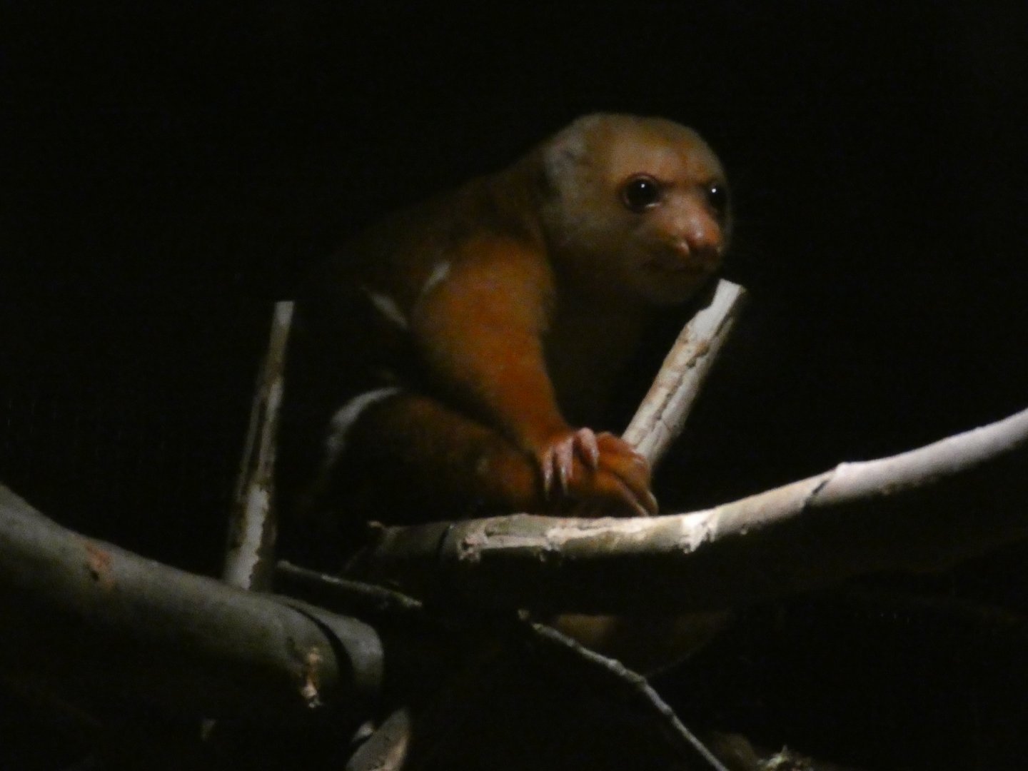 Spotted Cuscus