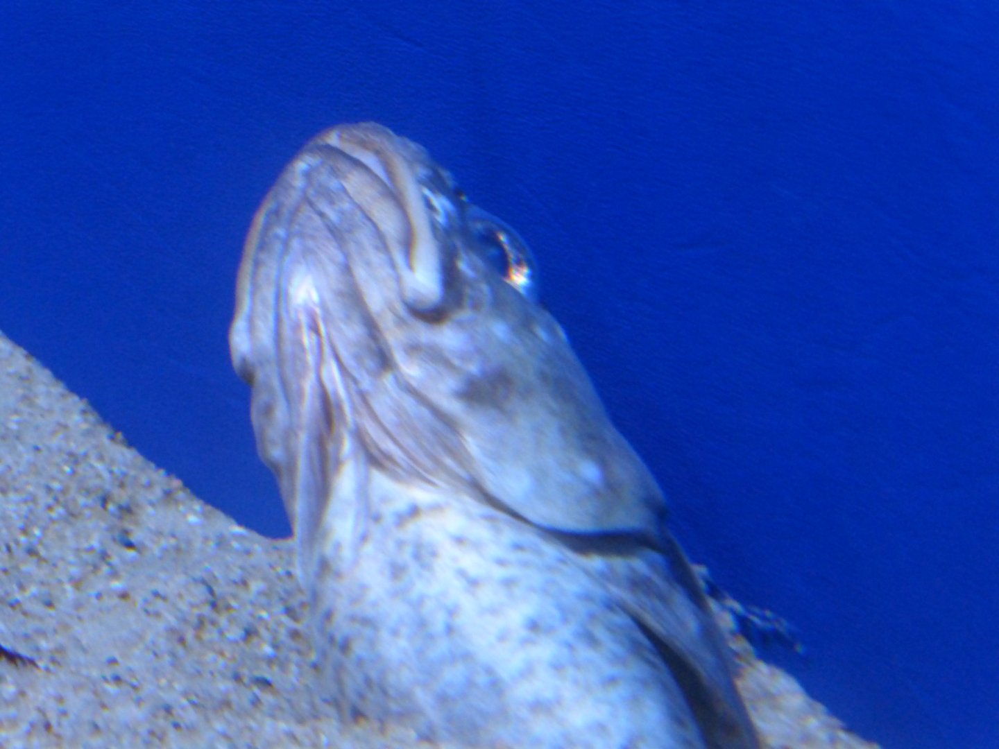 Spotted cusk eel