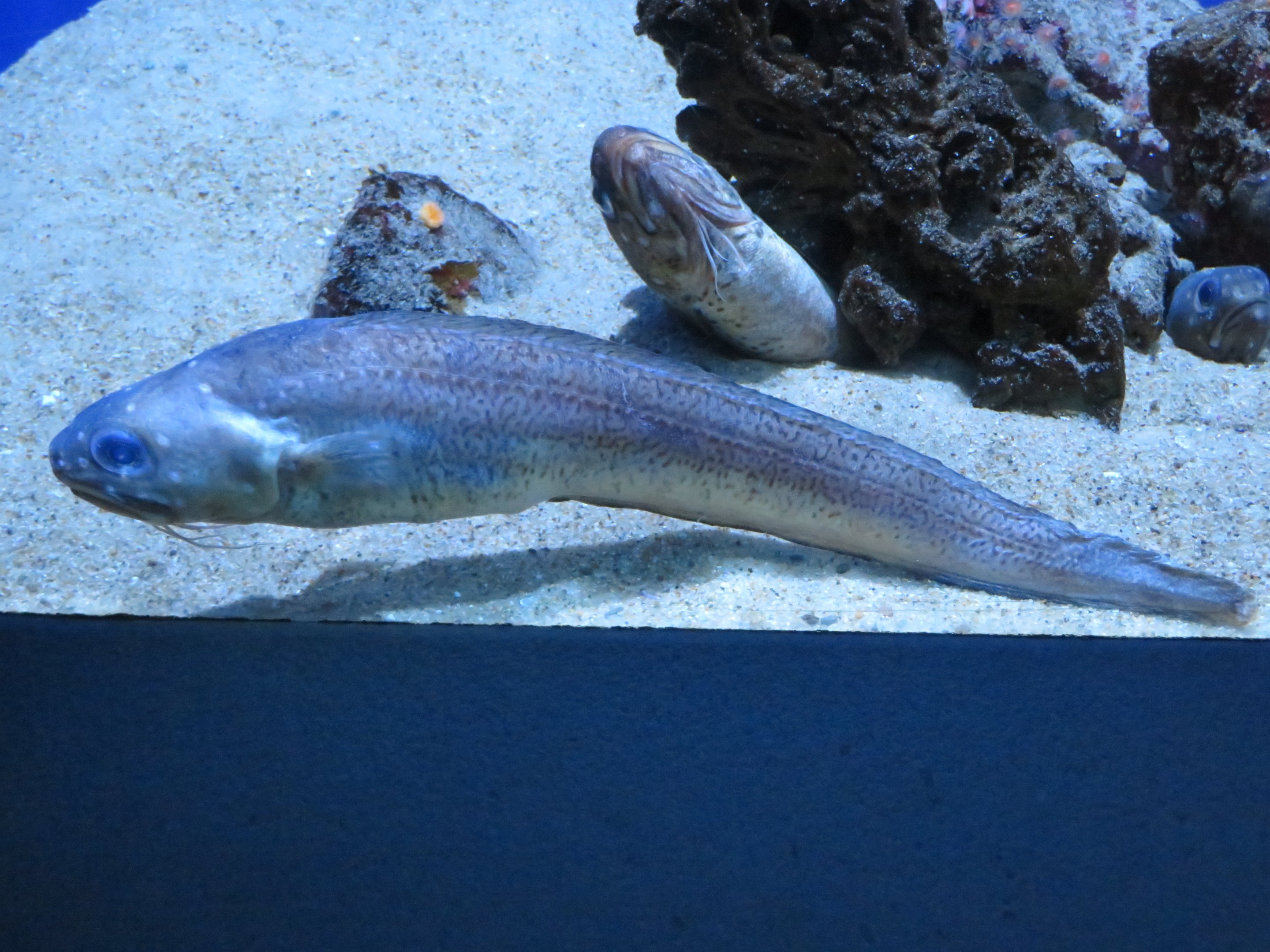 Spotted Cusk-eel