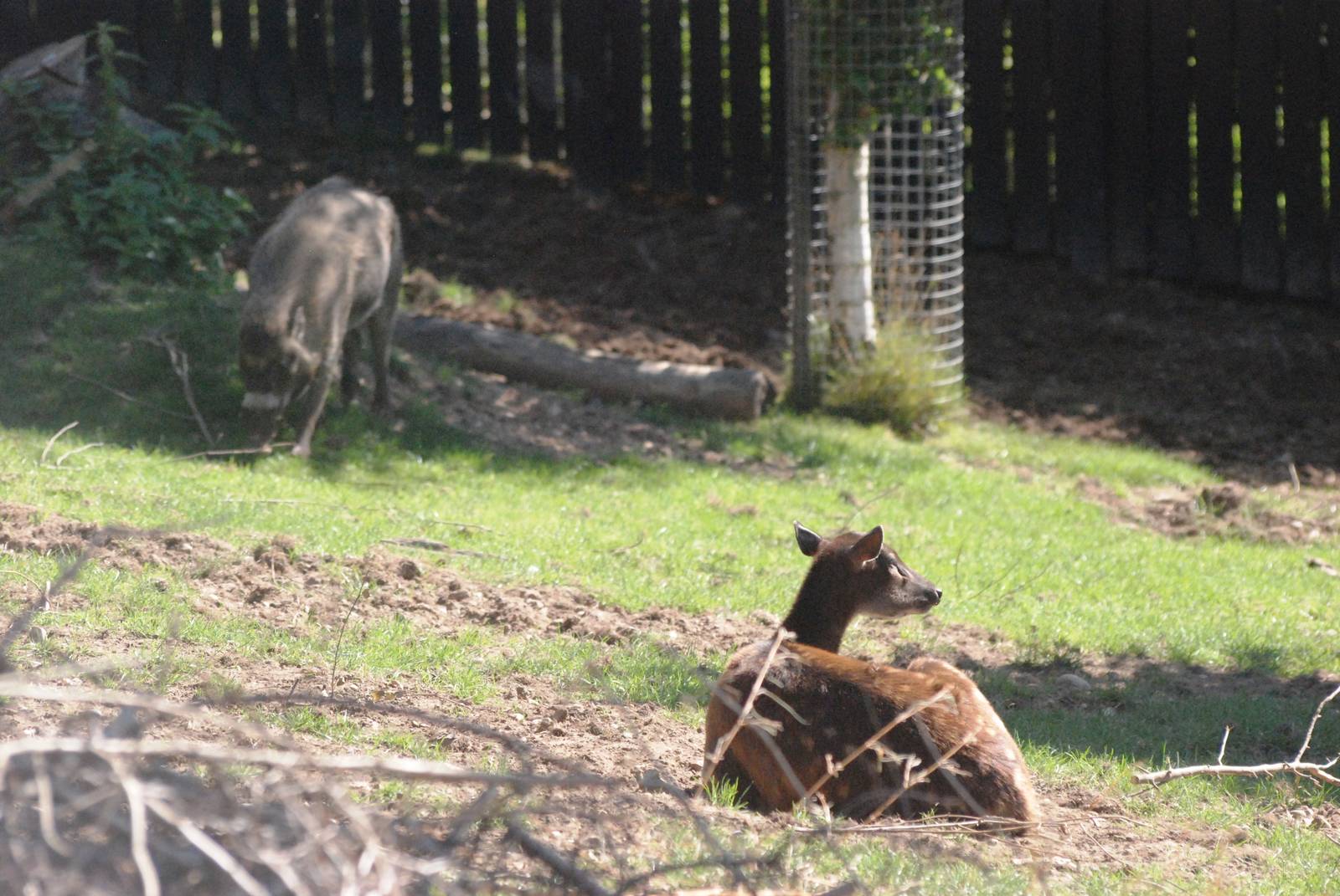 Spotted Deer and Warty Pig at Colchester, 31/08/13