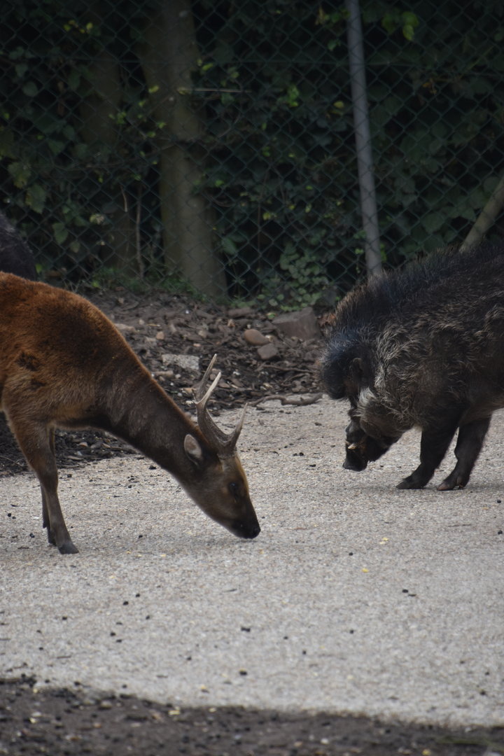 Spotted deer and warty pig