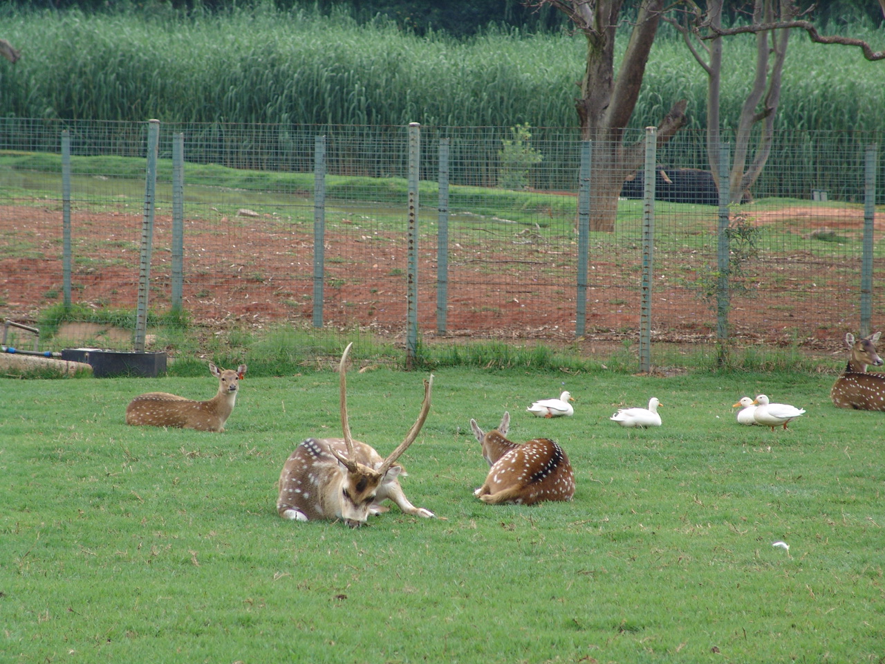 Spotted Deer (Axis axis)