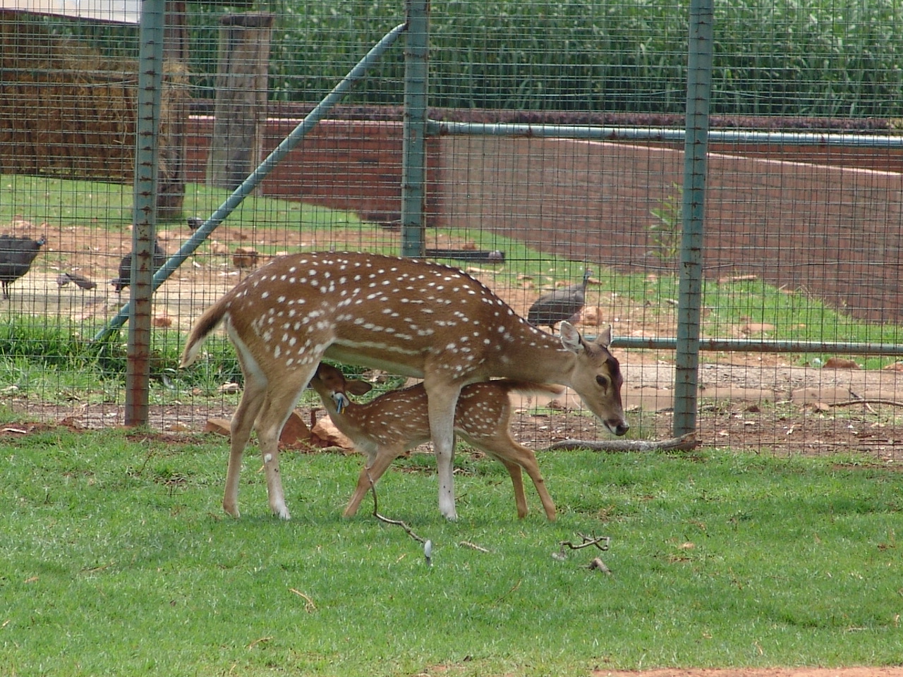 Spotted Deer (Axis axis)