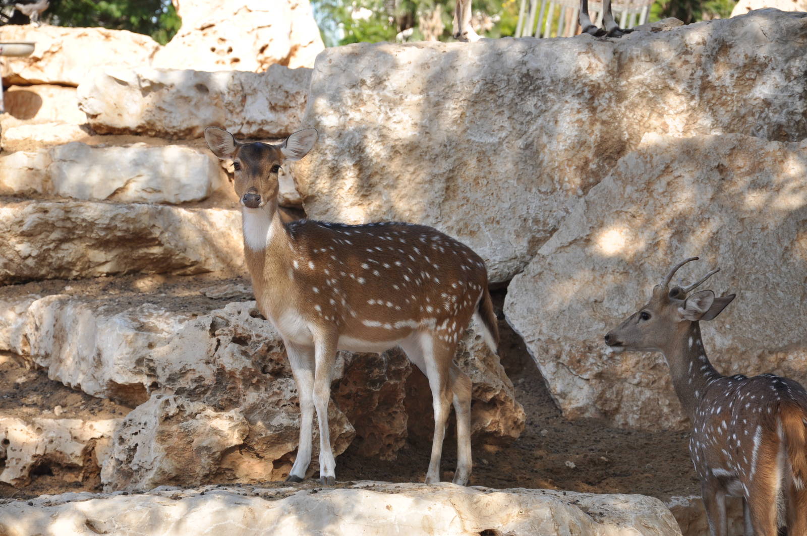 Spotted deer/ Axis axis