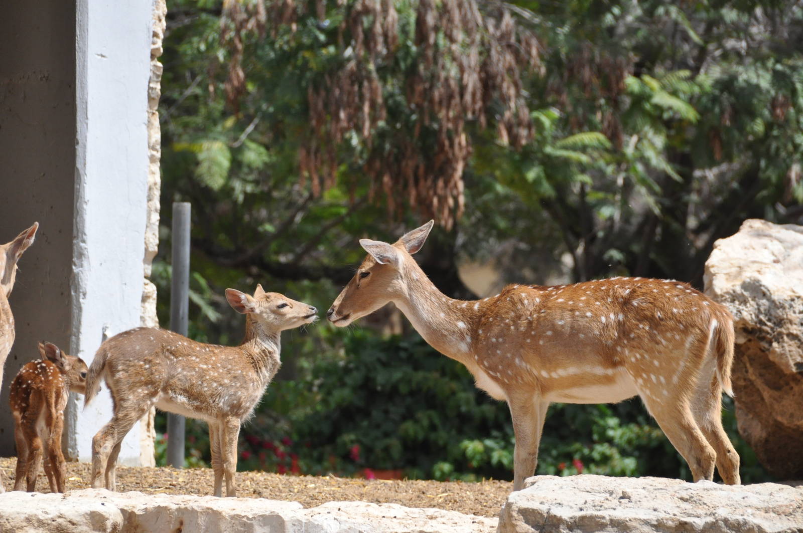 Spotted deer/ Axis axis