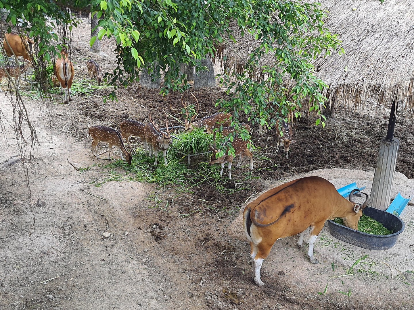 Spotted deer herd & Banteng