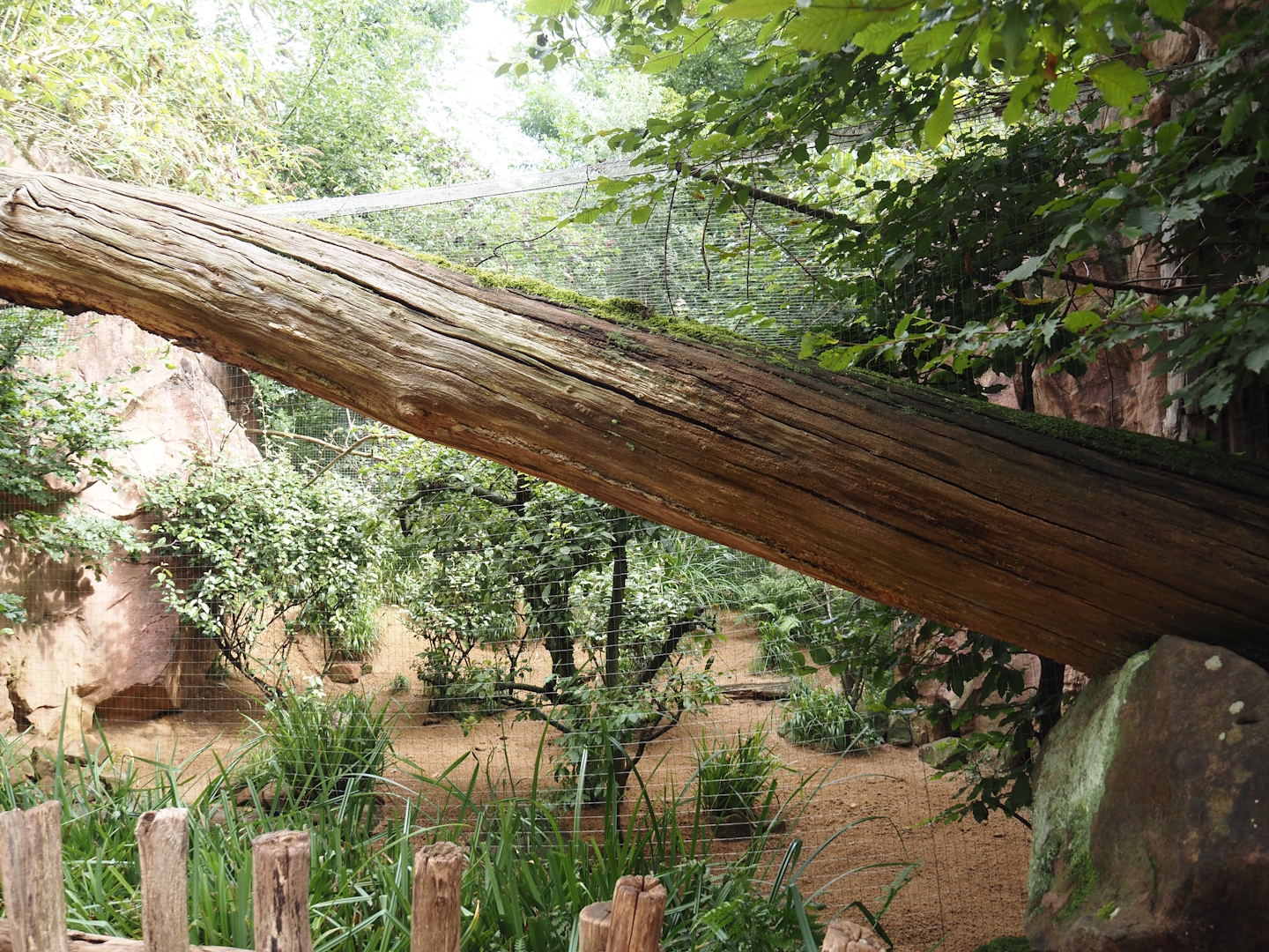 Spotted dikkop and Superb starling aviary, 2024-08-05