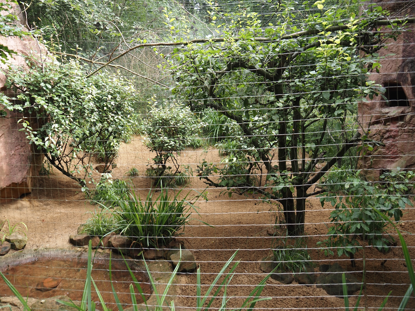 Spotted dikkop and Superb starling aviary, 2024-08-05