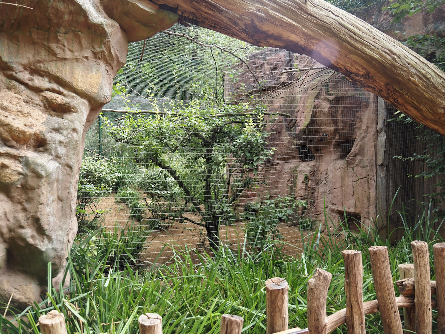 Spotted dikkop and Superb starling aviary, 2024-08-05