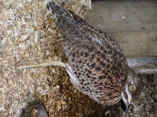 Spotted dikkop at Blackbrook -