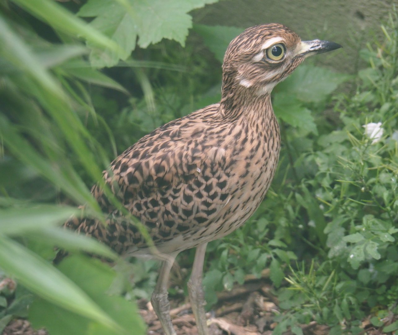Spotted dikkop (Burhinus capensis), 2019-05-25
