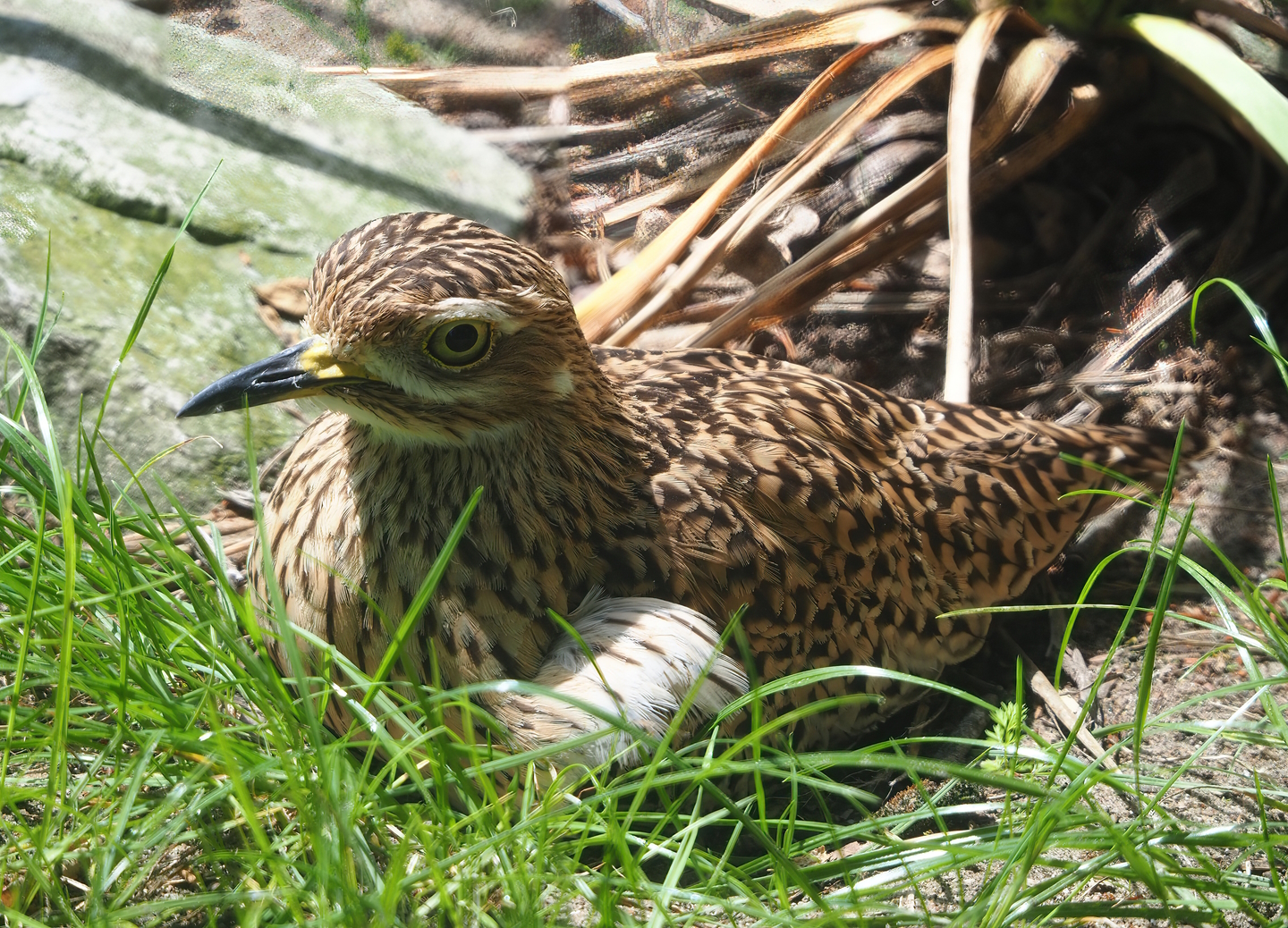 Spotted dikkop (Burhinus capensis), 2022-06-12