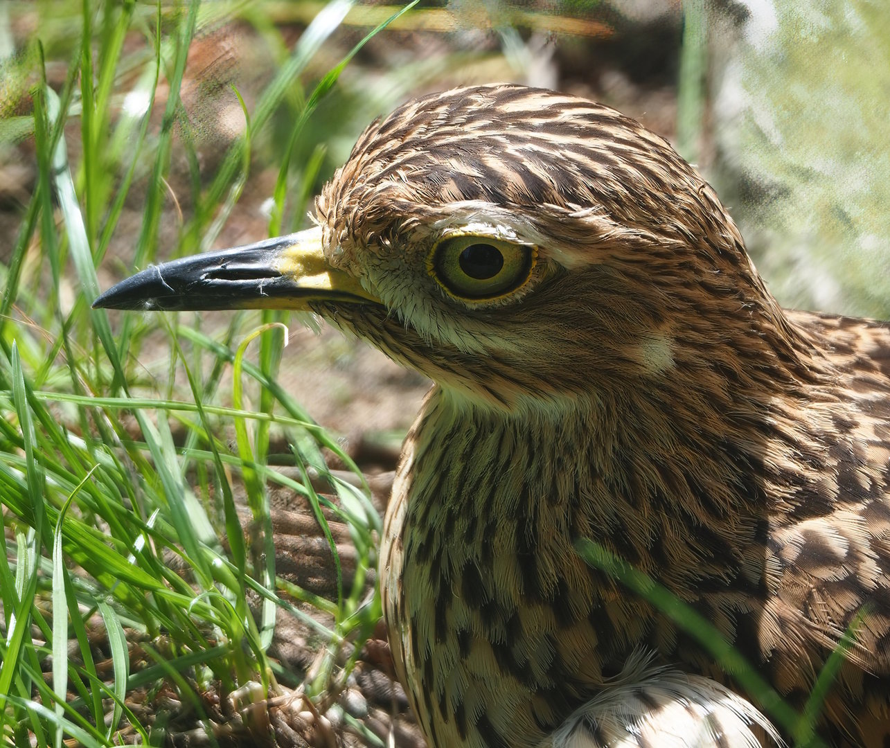 Spotted dikkop (Burhinus capensis), 2022-06-12