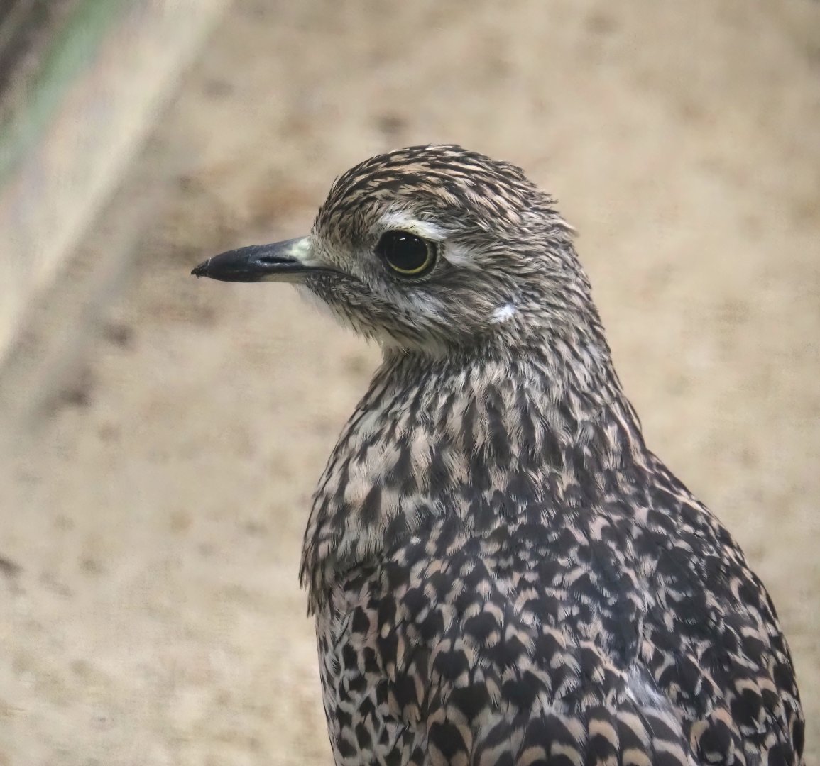 Spotted dikkop (Burhinus capensis), 2024-05-22