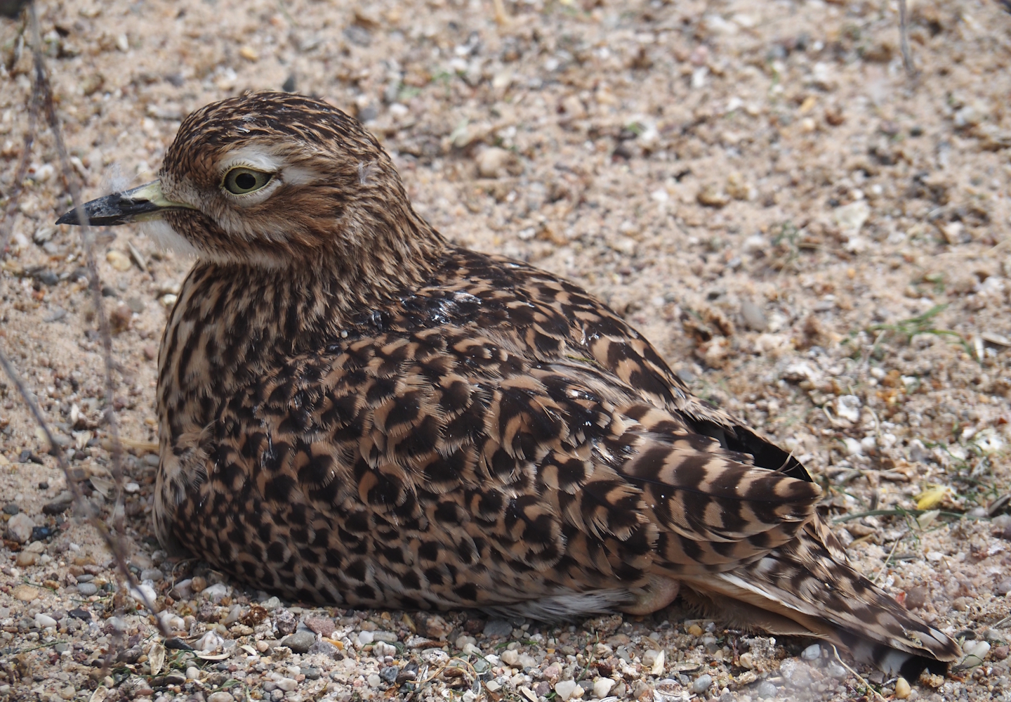 Spotted dikkop (Burhinus capensis), 2025-05-22