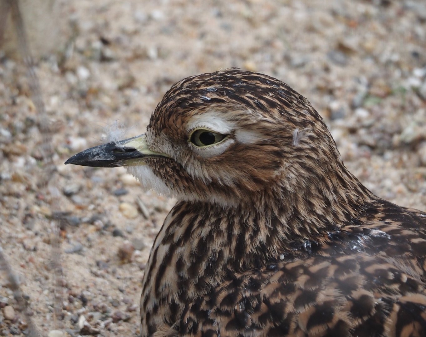 Spotted dikkop (Burhinus capensis), 2025-05-22