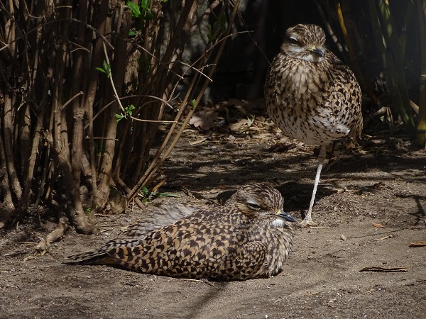 Spotted dikkop (Burhinus capensis)