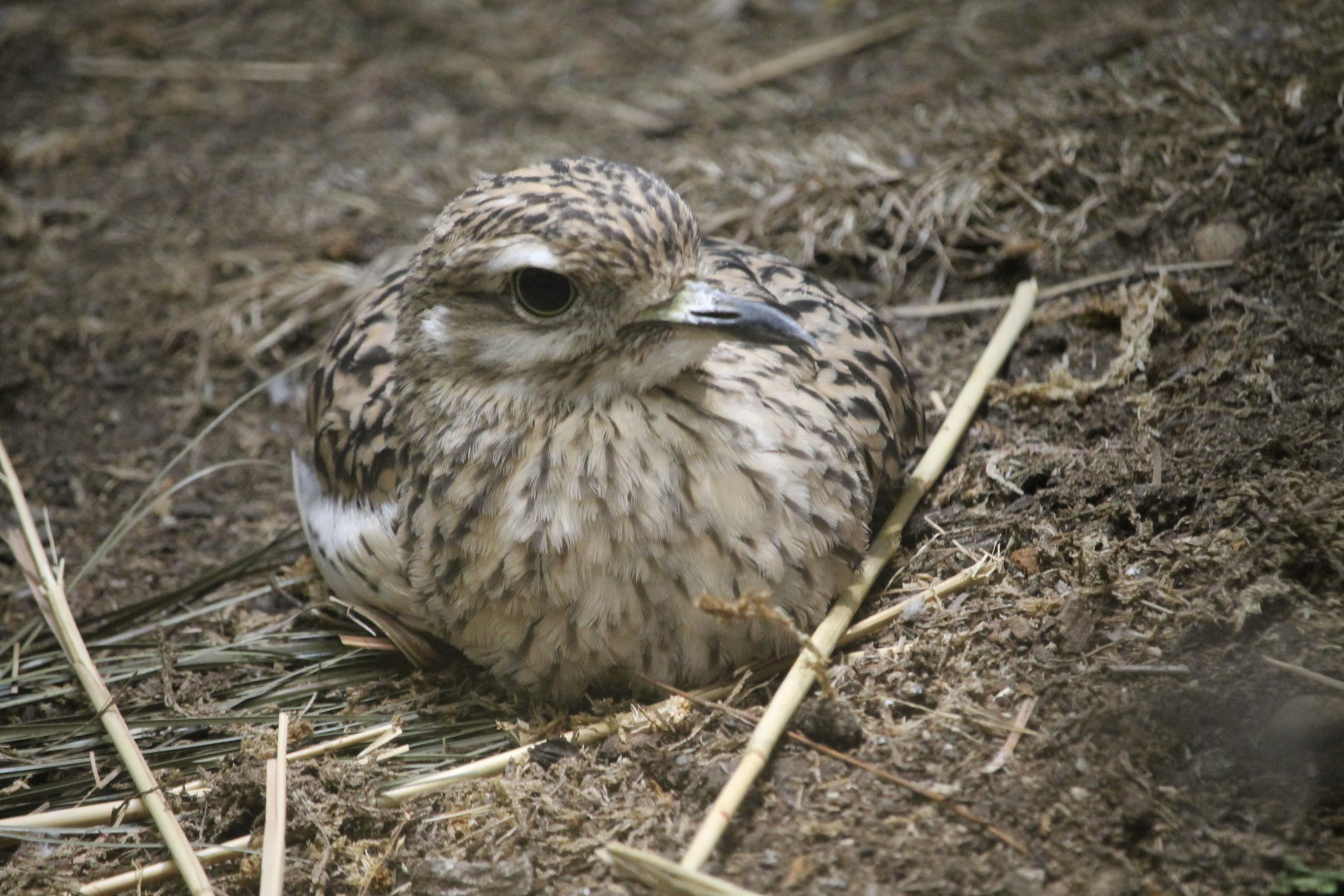 Spotted Dikkop (Burhinus capensis)